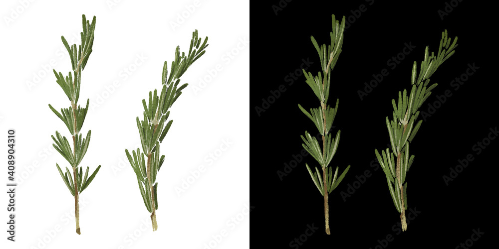 Naklejka premium Rosemary raw green twig isolated hand drawn illustration. Watercolor art of organic vegetarian food isolated on white and black background