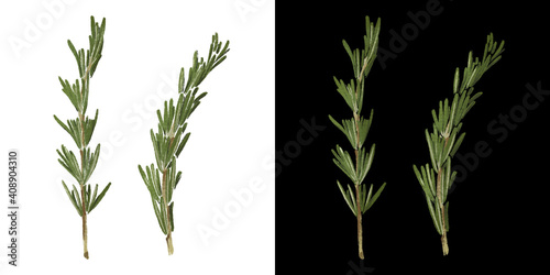 Rosemary raw green twig isolated hand drawn illustration. Watercolor art of organic vegetarian food isolated on white and black background