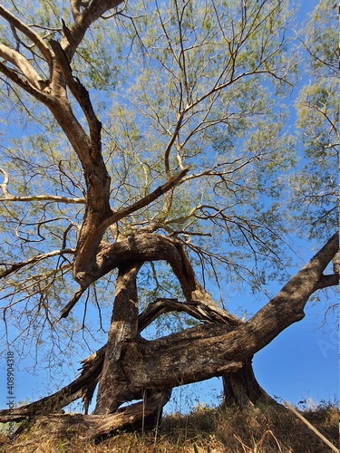 árbol