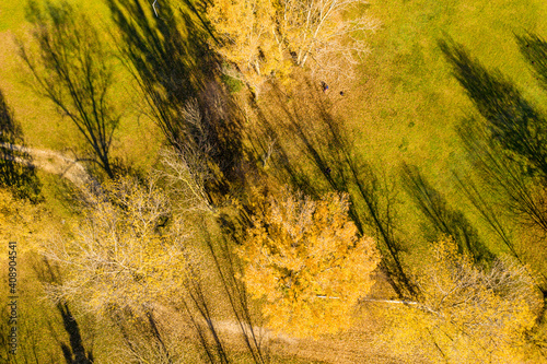 Pask with large and small trees view from the drone photo