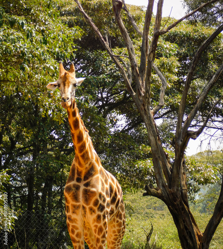 Photography giraffe in wild