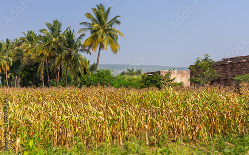 Wallpaper Mural Siddanakolla, Karnataka, India - November 7, 2013: Field with yellowing corn under blue sky. Green palm trees form barrier in between. Torontodigital.ca