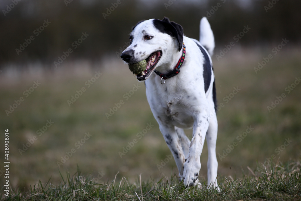 Black & white crossbreed dog playing with a ball