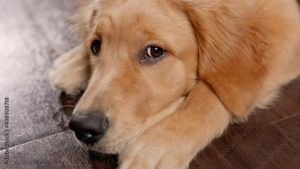 Close Up of Puppy Eyes and Emotion Slow Motion. close up view of golden retriever puppy face looking around with emotional puppy eyes Close Up of Puppy Eyes and Emotion Slow Motion. close up view of golden retriever puppy face looking around with emotional puppy eyes