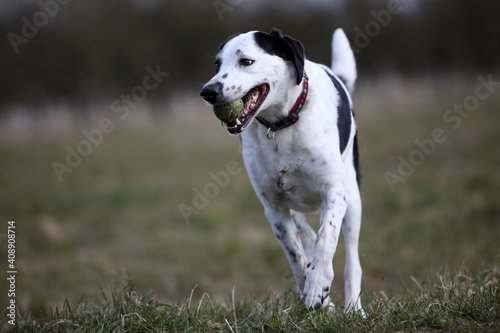 Black & white crossbreed dog playing with a ball