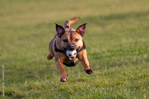 Staffordshire Bull Terrier type dog playing fetch with a ball