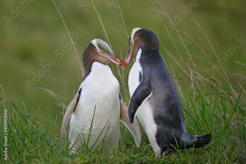 Yellow-eyed Penguin (Megadyptes antipodes) pair touching and kissing tenderly, Otago Peninsula, New Zealand photo