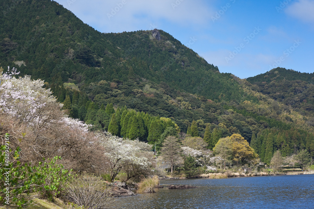 藺牟田池の湖面の上で咲く満開の桜	