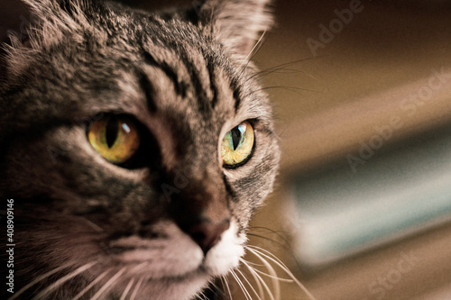 Cat look