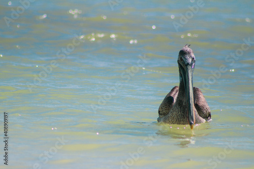 Swimming Pelican