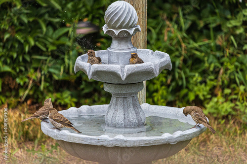 Small birds bathing in a back garden fountain in the summer photo