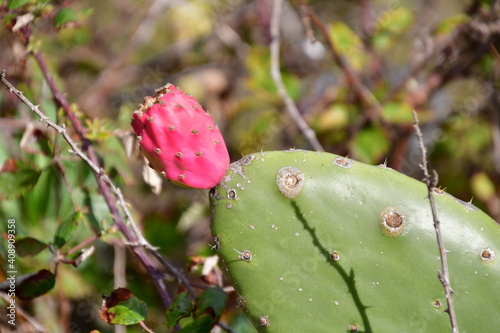 CACTUS  photo
