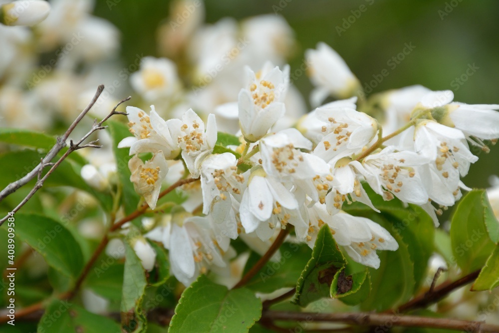 Fototapeta premium 白い花をたくさんつけた春のウツギ