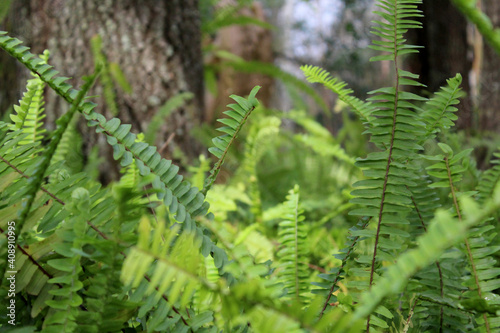 Forrest Ferns