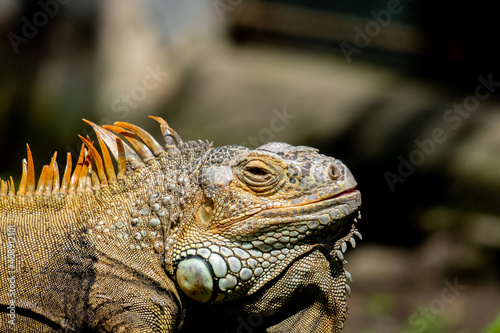 Close up view of a Green iguana is sunbathing in a zoo