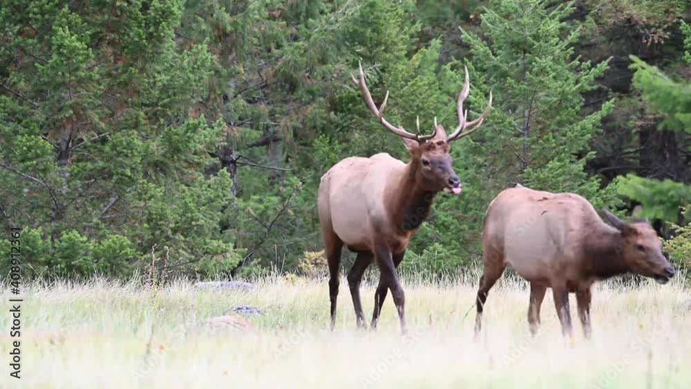 Bull elk in the Canadian Rockies Bull elk in the Canadian Rockies
