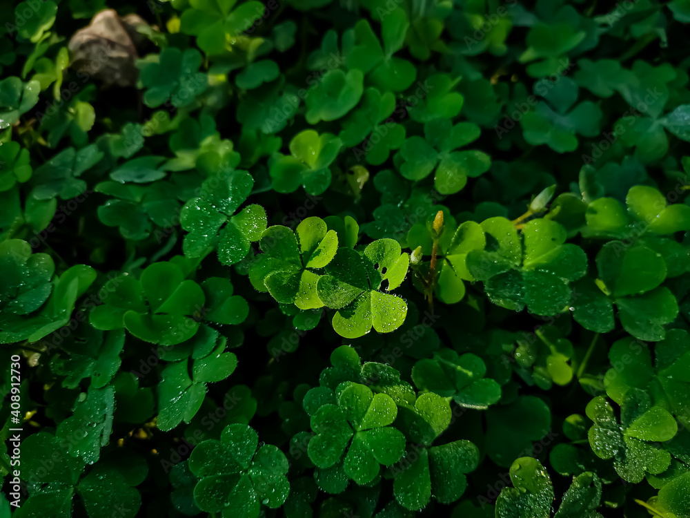 Oxalis corniculata, the creeping woodsorrel, resembles the common yellow woodsorrel, Oxalis stricta. It is a somewhat delicate-appearing, low-growing, herbaceous plant in the family Oxalidaceae.