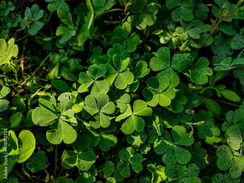 Oxalis corniculata, the creeping woodsorrel, resembles the common yellow woodsorrel, Oxalis stricta. It is a somewhat delicate-appearing, low-growing, herbaceous plant in the family Oxalidaceae.