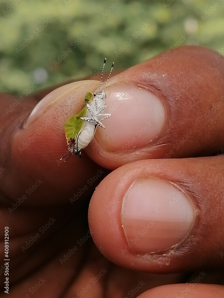 mosquito on a hand mosquito on a hand