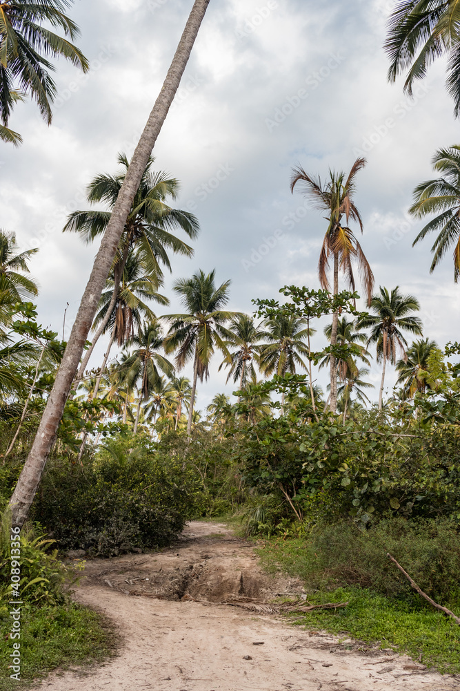 Fototapeta premium Tropical Palm Trees