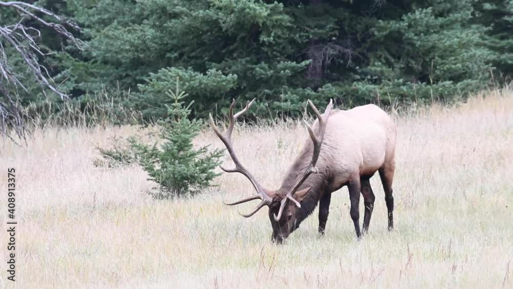 Bull elk in the Canadian Rockies Bull elk in the Canadian Rockies