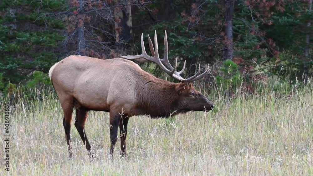 Bull elk in the Canadian Rockies Bull elk in the Canadian Rockies