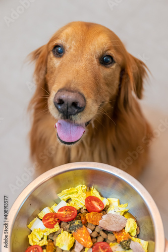 Golden Retriever happily looking at the food in the bowl