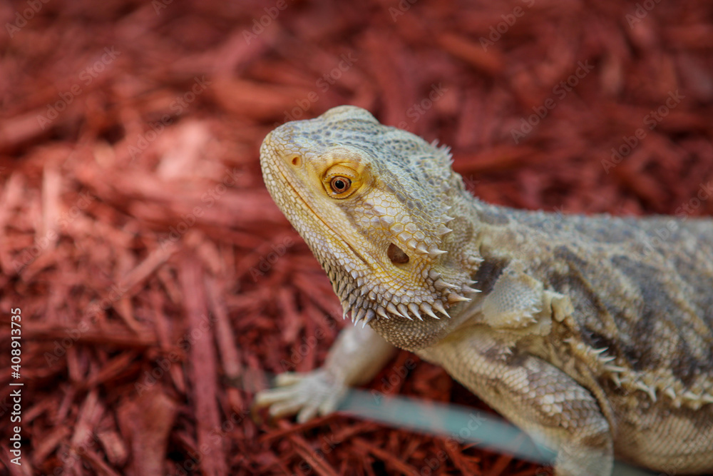 Obraz premium Portrait of a bearded dragon / Pet reptile 