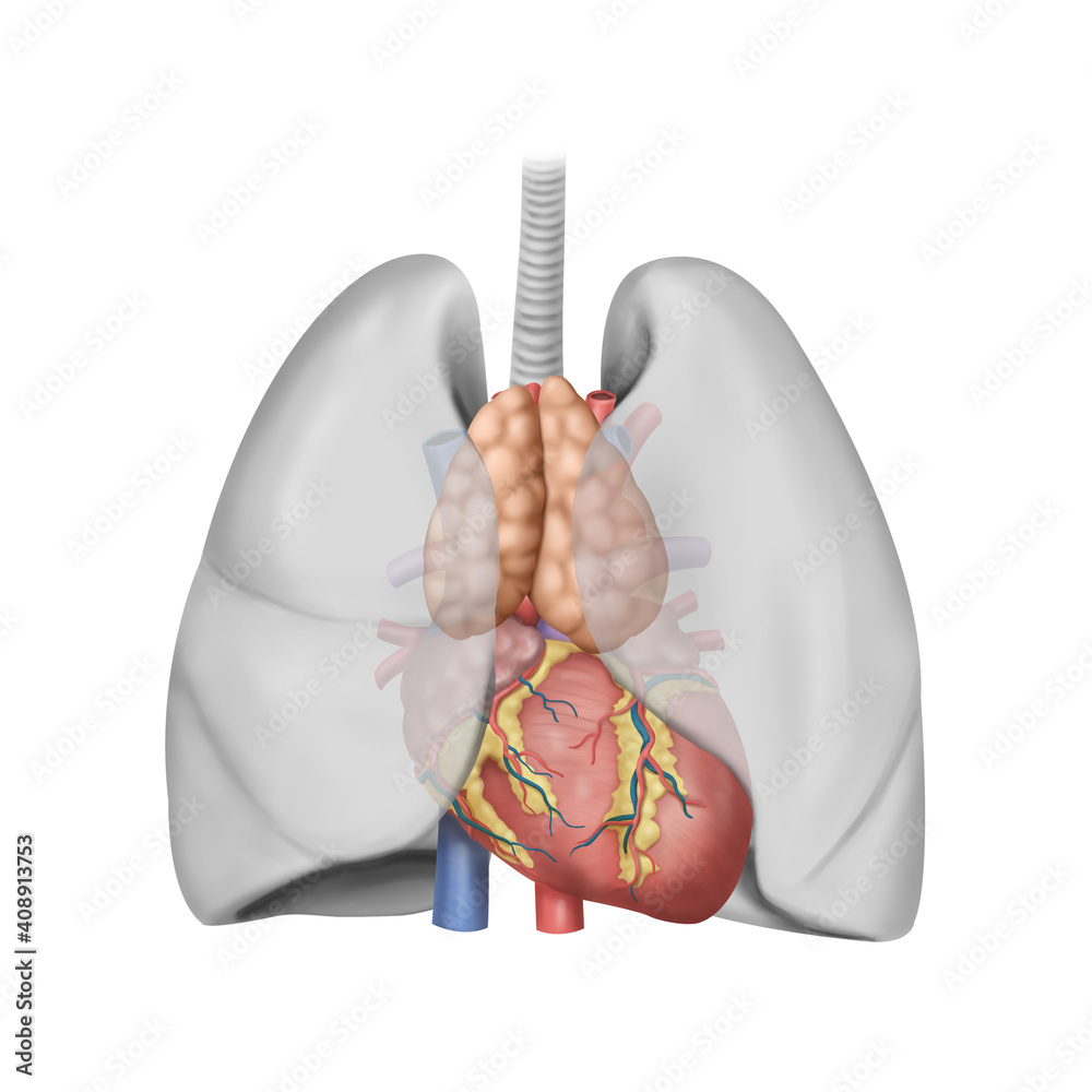 흉선 심장 메디컬 일러스트 Stock-Illustration | Adobe Stock