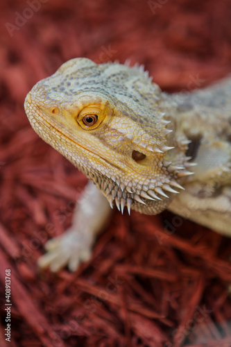 Portrait of a bearded dragon / Pet reptile 