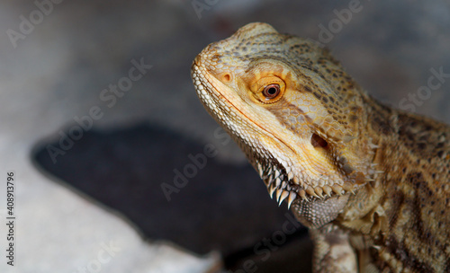 Portrait of a bearded dragon / Pet reptile 