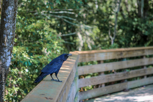 Crow   Raven on a fence 