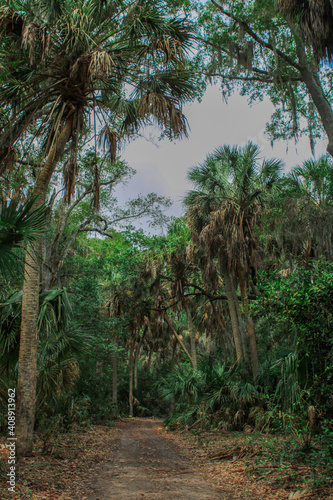 Path in the forest