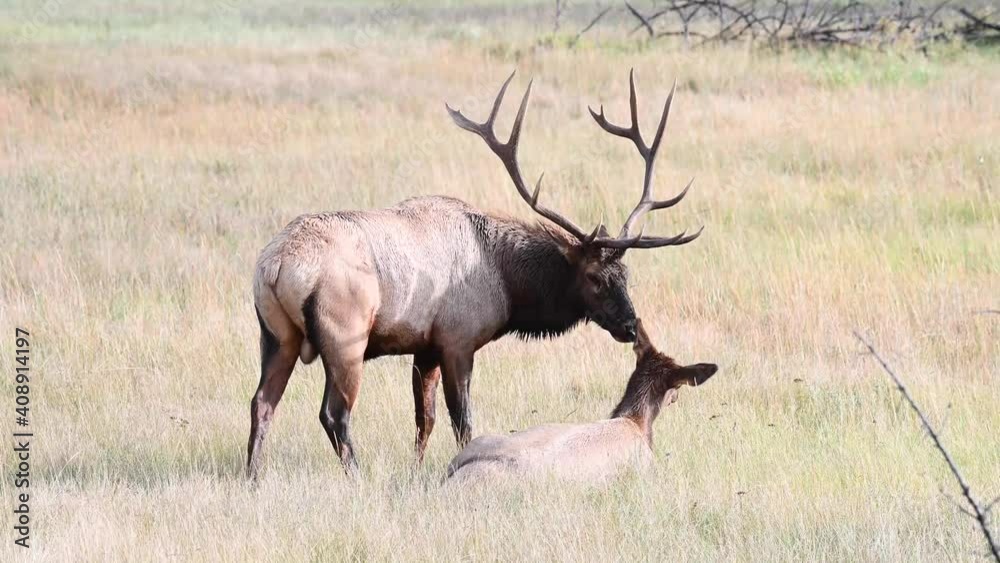 Bull elk in the Canadian Rockies Bull elk in the Canadian Rockies