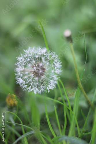 dandelion head