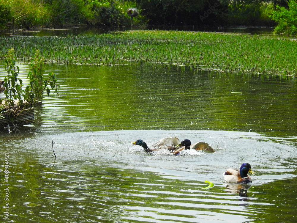 View of the pond and ducks fighting with each other View of the pond and ducks fighting with each other