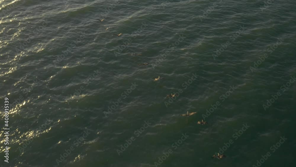 Aerial top down over pelicans flying diagonal formation sunflare Aerial top down over pelicans flying diagonal formation sunflare