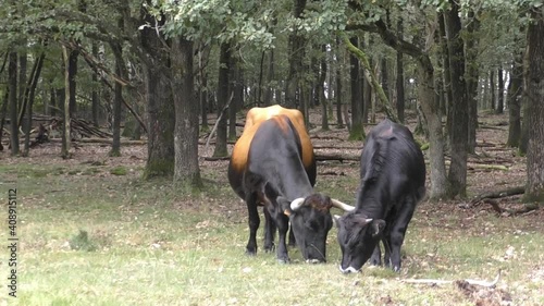 Large horned cow and juvenile calf grazing in field in front of forest.  photo