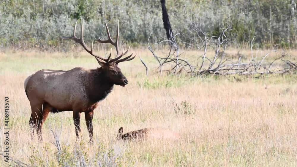 Bull elk in the Canadian Rockies Bull elk in the Canadian Rockies