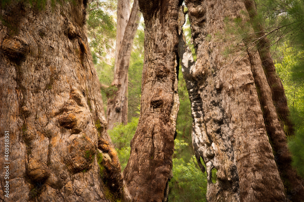 Giant Tingle Trees, Walpole, Western Australia Giant Tingle Trees, Walpole, Western Australia