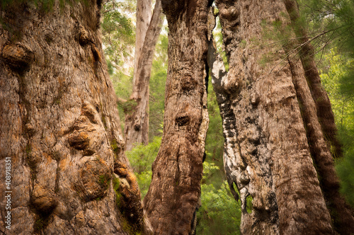 Giant Tingle Trees, Walpole, Western Australia 