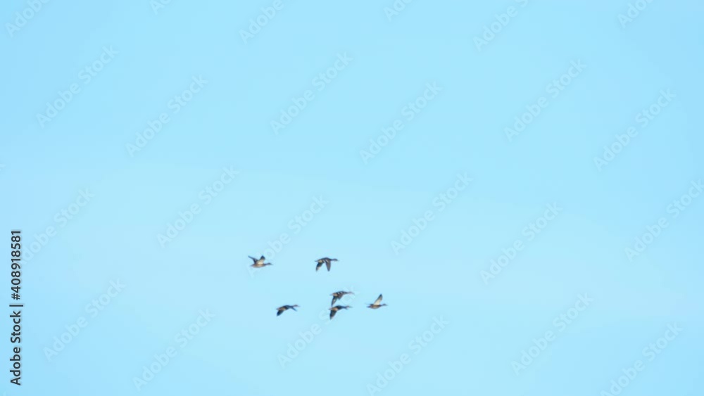 Mallard wild duck flying Mallard wild duck flying