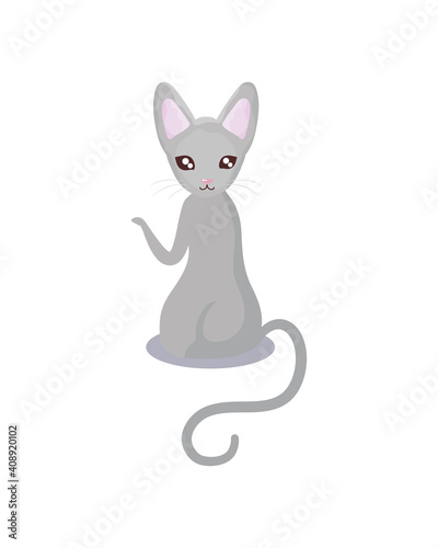 pet, cute cat animal with pedigree white background