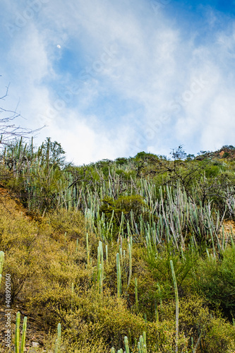 Cactuses on the side of a mountain