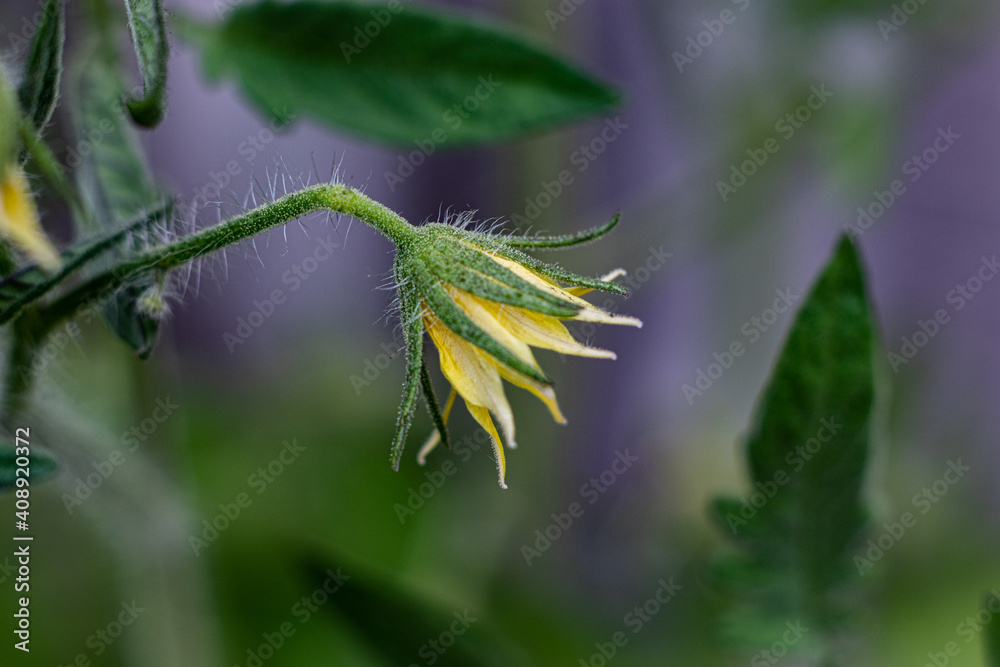 That's the yellow flower that will eventually become a green tomato That's the yellow flower that will eventually become a green tomato