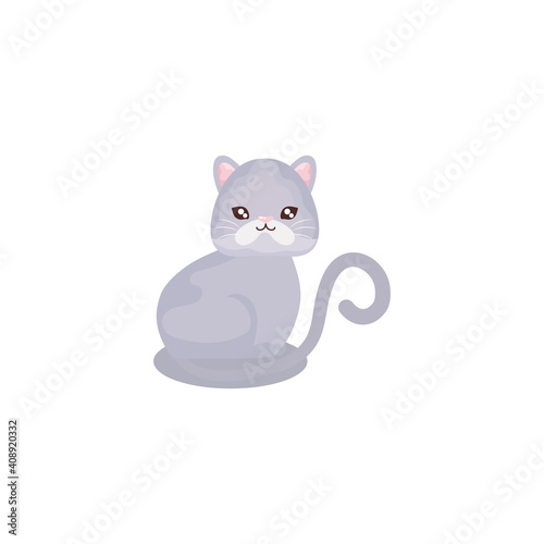 pet, cat animal domestic white background