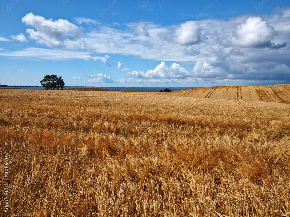 Gold wheat field and blue sky with clouds