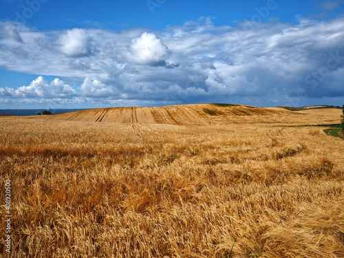 Gold wheat field and blue sky with clouds