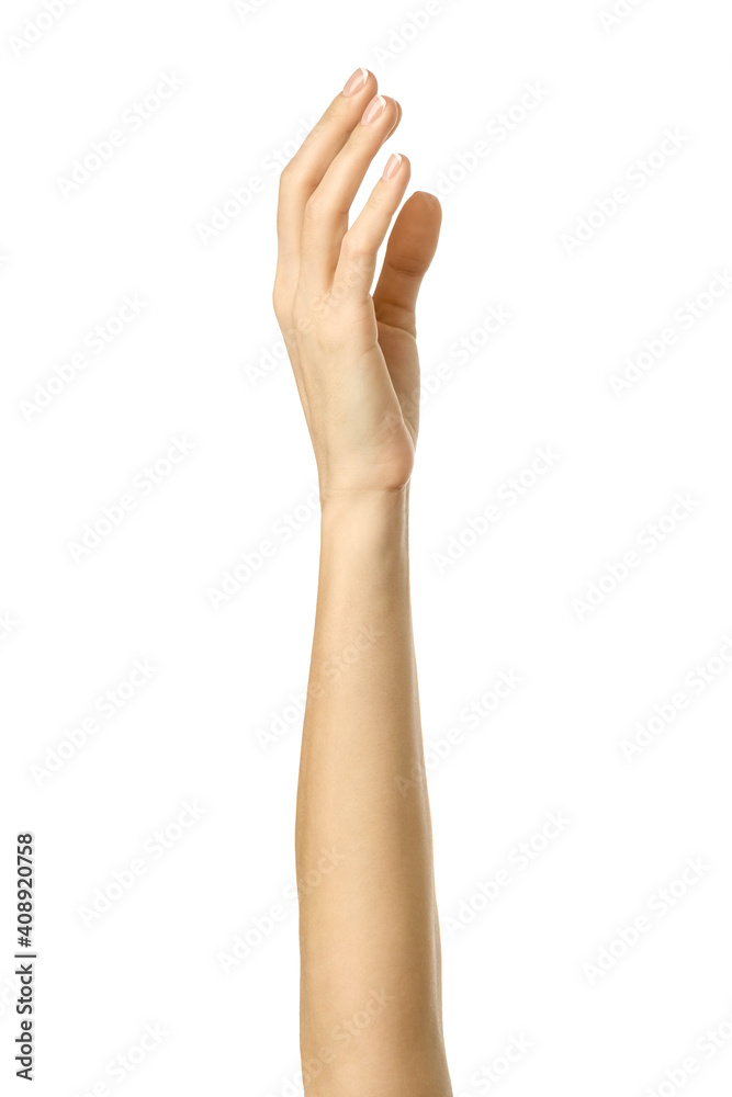 Raised hand voting or reaching. Woman hand gesturing isolated on white Raised hand voting or reaching. Woman hand gesturing isolated on white