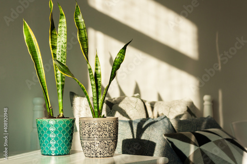 Cozy home interior decor, Sansevieria (snake plant) in ceramic pots on a white table on the background of a bed with decorative pillows, modern design on a sunny day.